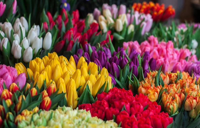 Depuis le début de cette année, l&rsquo;approvisionnement en fleurs de l&rsquo;Arménie vers la Fédération de Russie a doublé