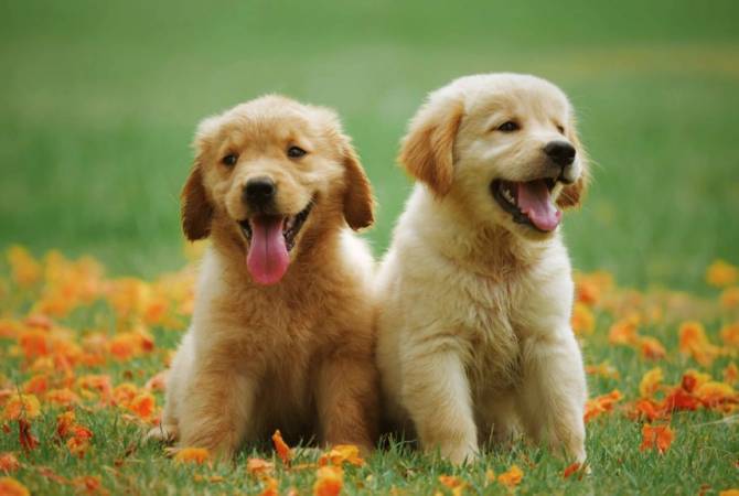 Des parcs spéciaux pour chiens de compagnie ont été construits dans plusieurs districts administratifs d&rsquo;Erevan