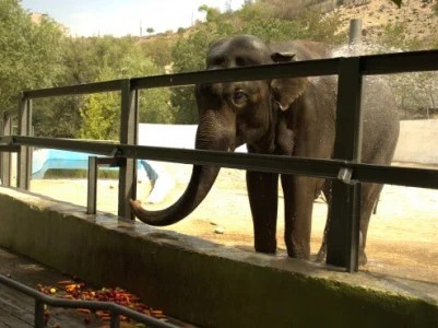 La cage de Bunka, le seul éléphant du zoo de Yerevan, est trop petite, les responsables envisagent d&rsquo;acquérir un deuxième éléphant et agrandir l’espace
