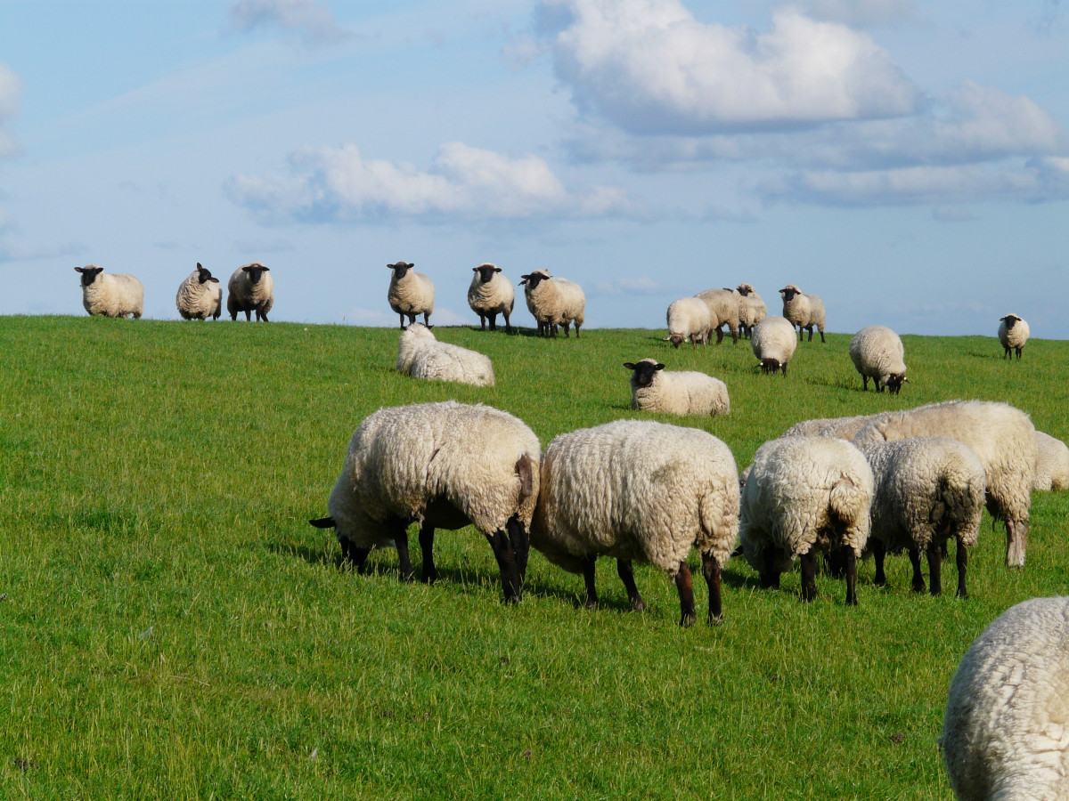 Près de 16.000 bouchers amateurs de l&rsquo;Aïd se sont blessés