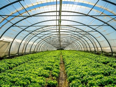 Une serre moderne sera construite dans le village de Ldjashen en Arménie où des poivrons colorés seront cultivés, dont 95 % seront exportés