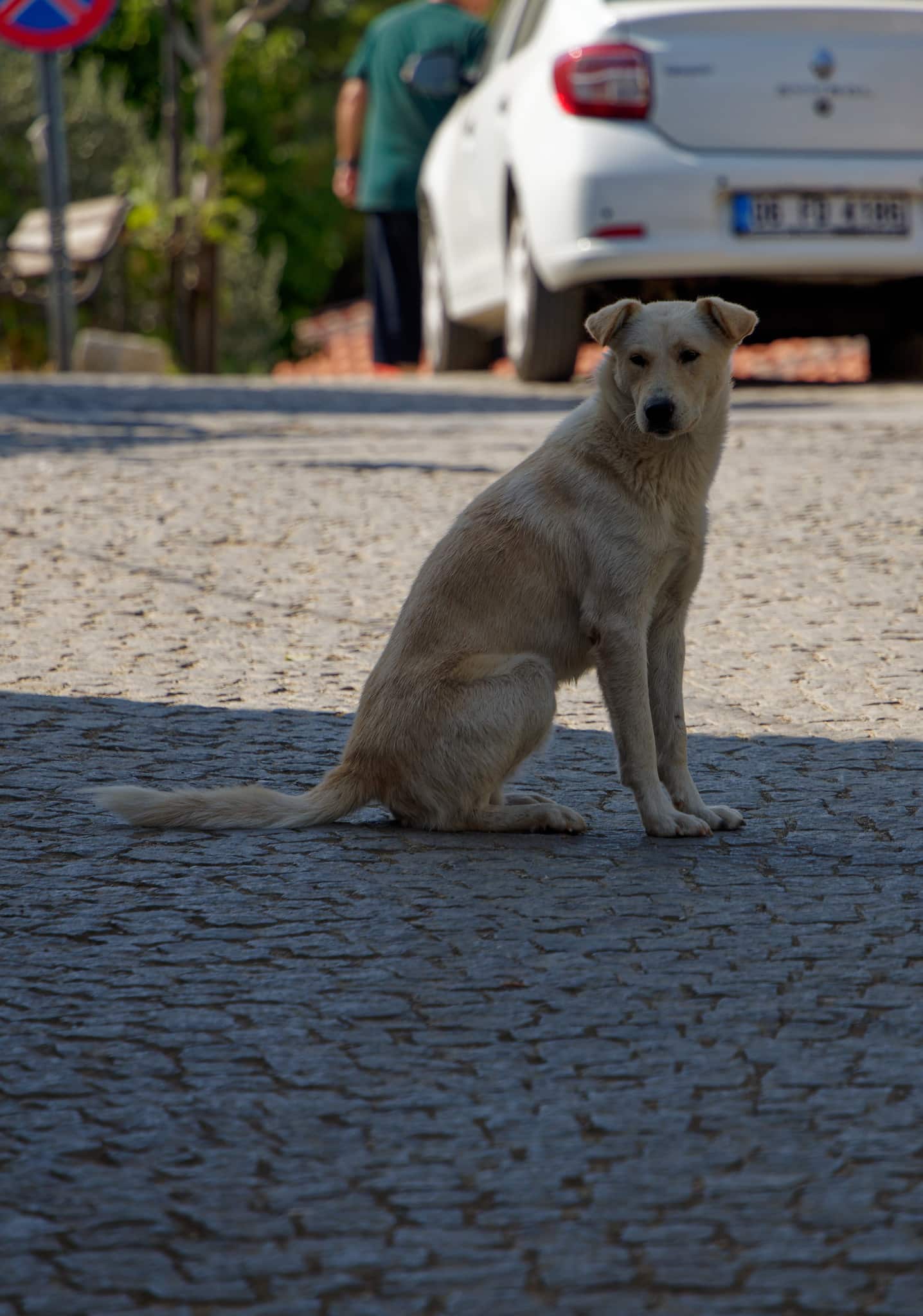 Chiens errants en Turquie: Brigitte Bardot « alerte » Erdogan