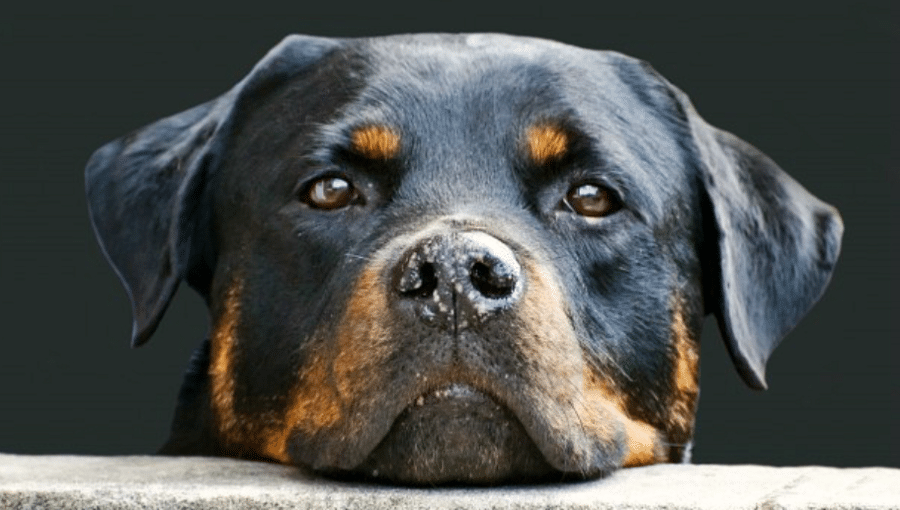 La Turquie s&rsquo;apprête à tuer massivement les chiens des rues après le vote du Parlement sur les animaux errants, avertissent les opposants
