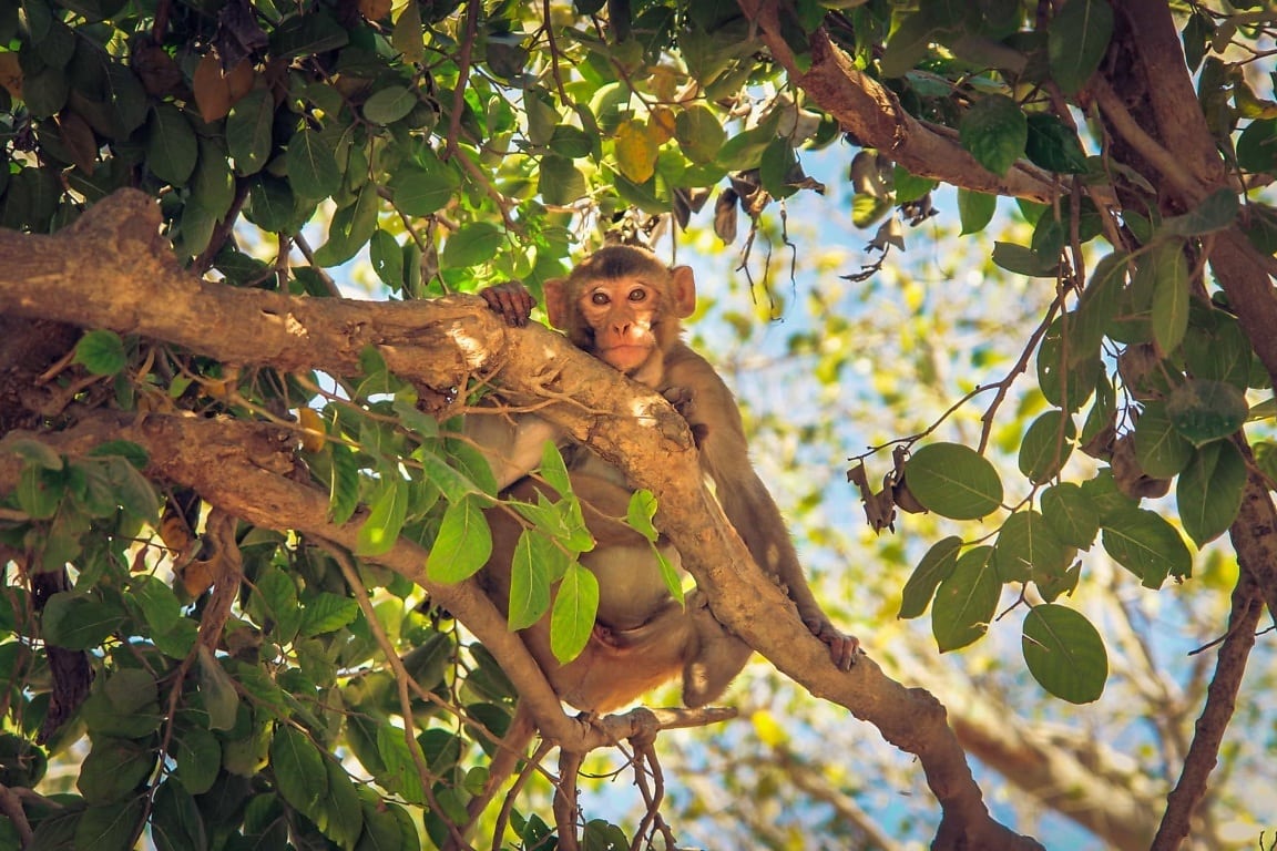L&rsquo;Arménie interdit l&rsquo;importation et le transit de rongeurs et de primates en raison de craintes liées à la variole du singe