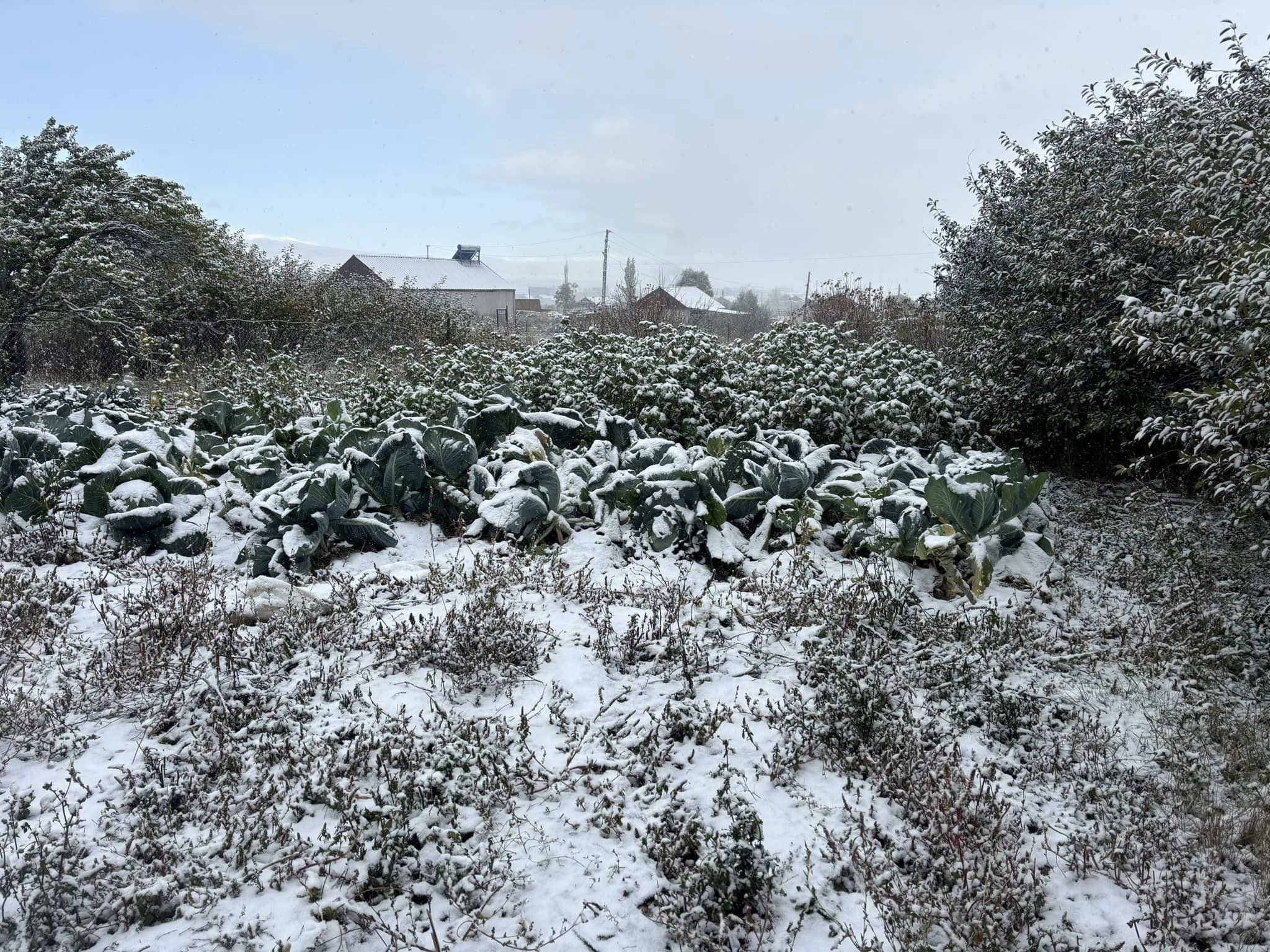 Les premières neiges sont tombées à Sotk en Arménie et la plupart des villageois n&rsquo;ont pas encore réussi à récolter les récoltes affirme le maire