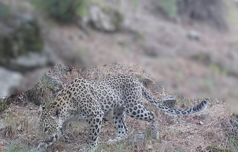 Le seul léopard femelle d&rsquo;Arménie a été enregistré à nouveau sur le territoire du complexe de biosphère « Zangezur » dans la région de Syunik au sud de l’Arménie