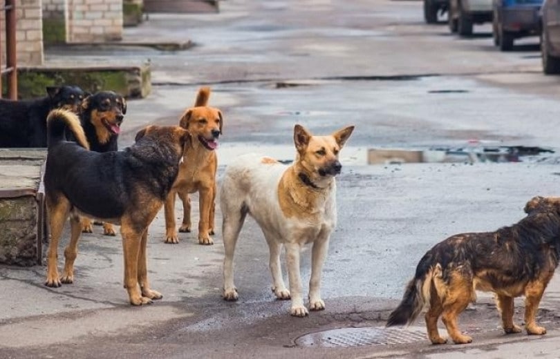 Un cruel massacre brutal de chiens a eu lieu à Artik avec la permission de certaines personnes affirme Movses Harutyunyan