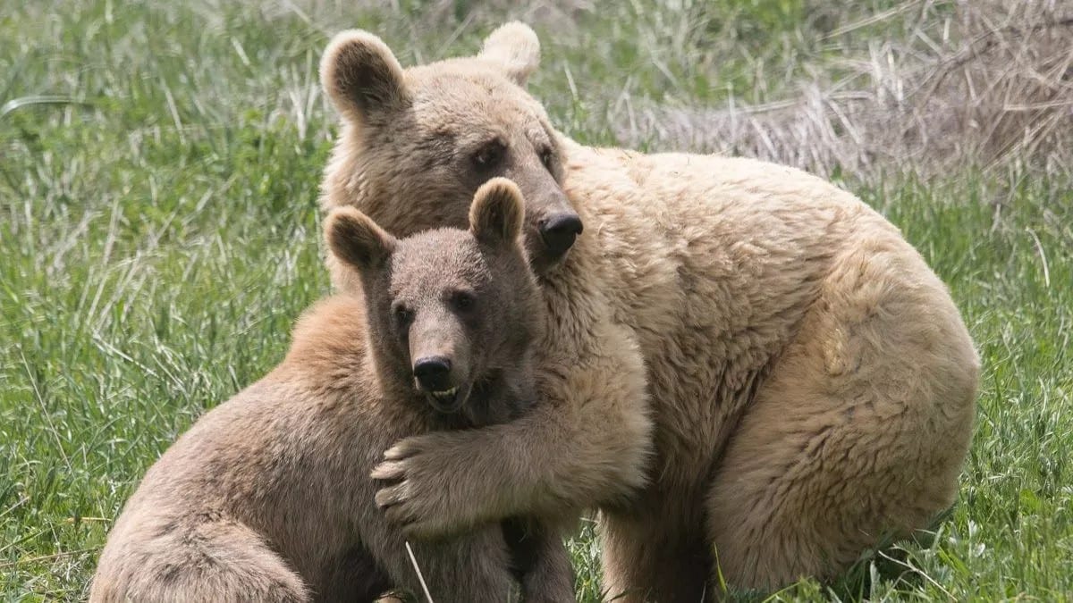Ils vendaient de la viande d&rsquo;ours sur le marché près du stade « Hrazdan » à Yerevan