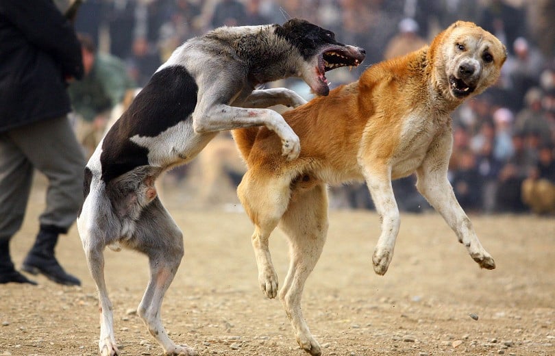 Des personnes qui ont organisé des combats entre chiens ont été présentés arrêtés par la police à Stepanavan (Arménie). A Etchmiadzine des personnes ont tué deux chiens à coups de hache