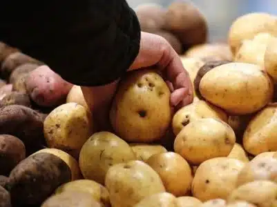 L’Arménie est l’un des trois principaux importateurs de pommes de terre géorgiennes