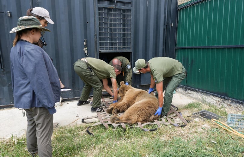 Des ours sauvés de captivité dans le secteur Malatia-Sebastia de la capitale arménienne subissent une intervention chirurgicale