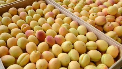 Du 1er au 20 juin, 366 camions chargés d&rsquo;abricots ont franchi la frontière russe en provenance d&rsquo;Arménie