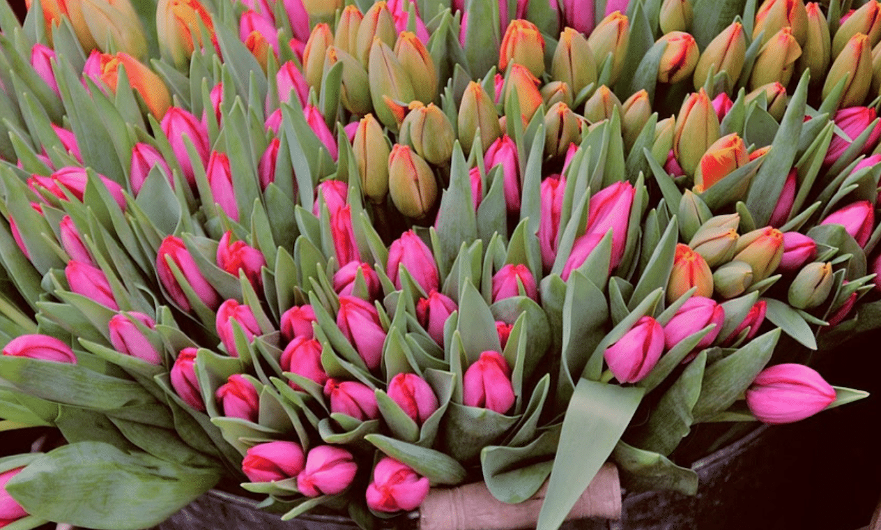 Un lot 10 000 fleurs coupées en provenance d&rsquo;Arménie n&rsquo;a pas été autorisé à entrer en Géorgie