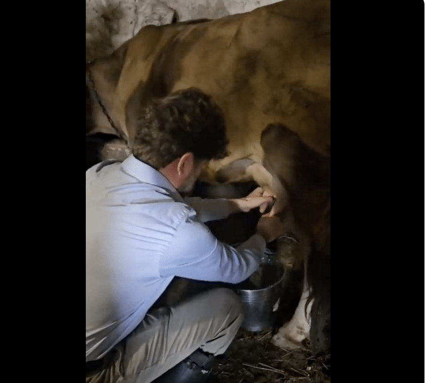 Olivier Decottignies : Initiation à la traite avec Mme Galstyan et sa vache Sona