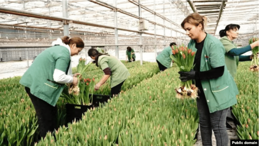Les producteurs de fleurs arméniens durement touchés par les restrictions russes à l&rsquo;importation