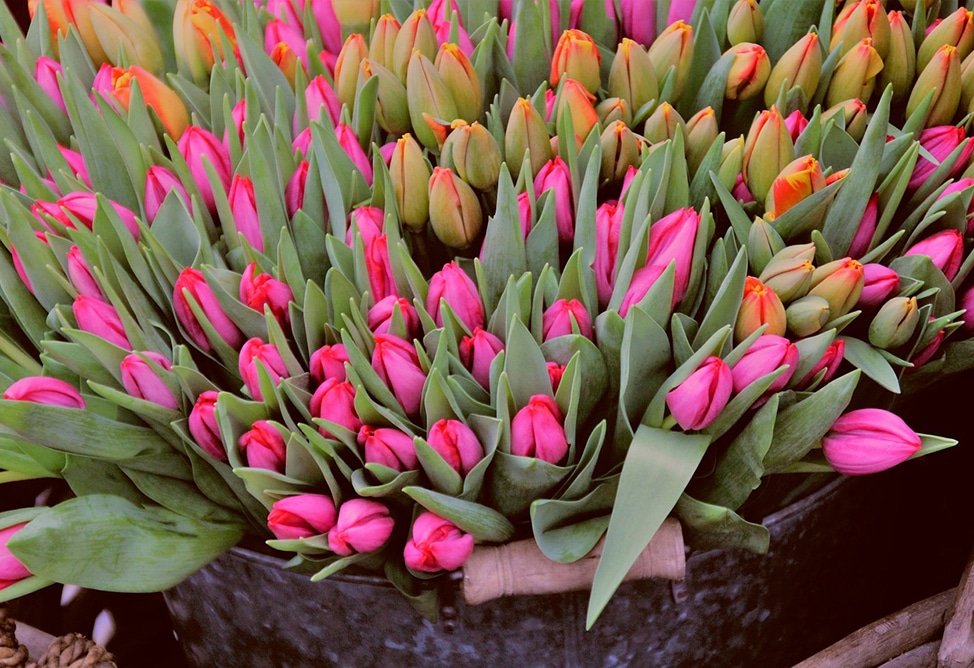 L&rsquo;Arménie renforce le contrôle des exportations de fleurs face aux exigences plus strictes de l&rsquo;autorité russe de surveillance agricole