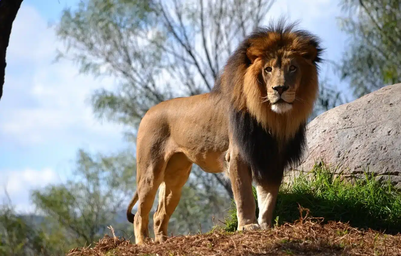 Turquie: un lion en fuite attaque un ouvrier agricole avant d&rsquo;être abattu