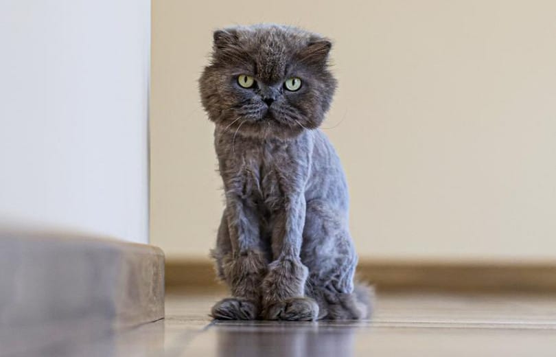 Boris, le chat qui vit à la municipalité de Yerevan