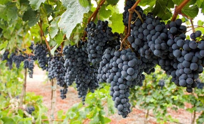 Bénédiction du raison et partage du Madagh à Nice le 17 août