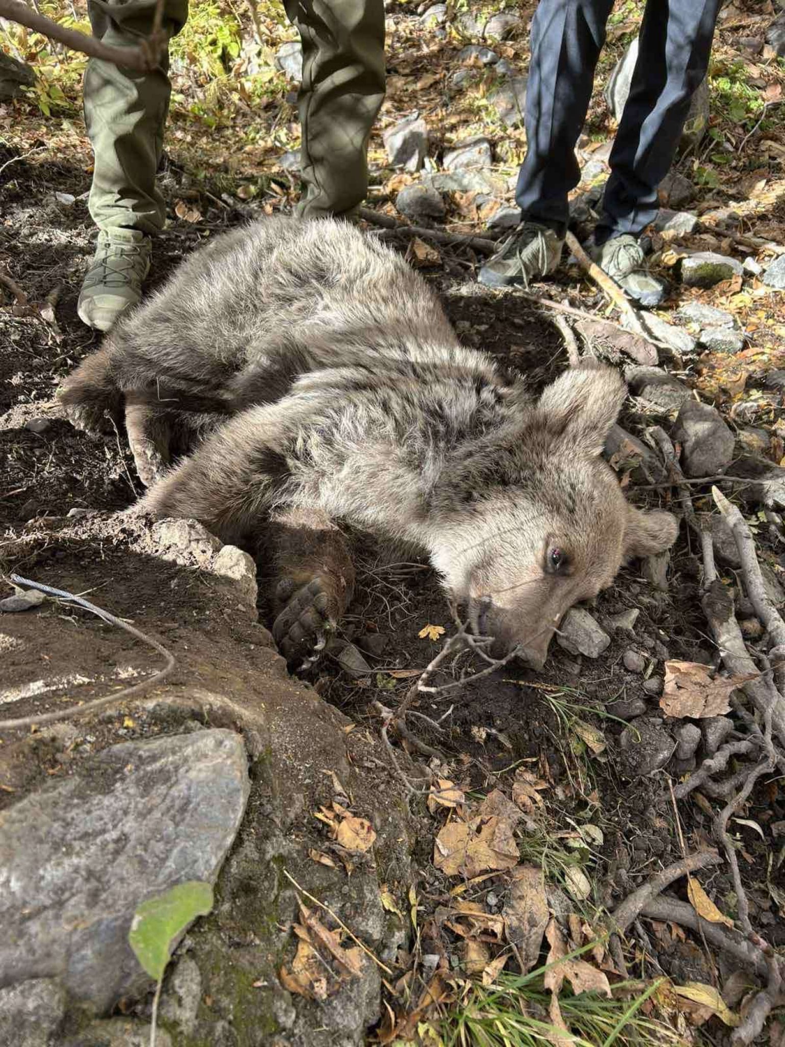 Dans la région de Vayots Dzor en Arménie, un ourson piégé dans une clôture a été secouru et conduit dans un centre de soins