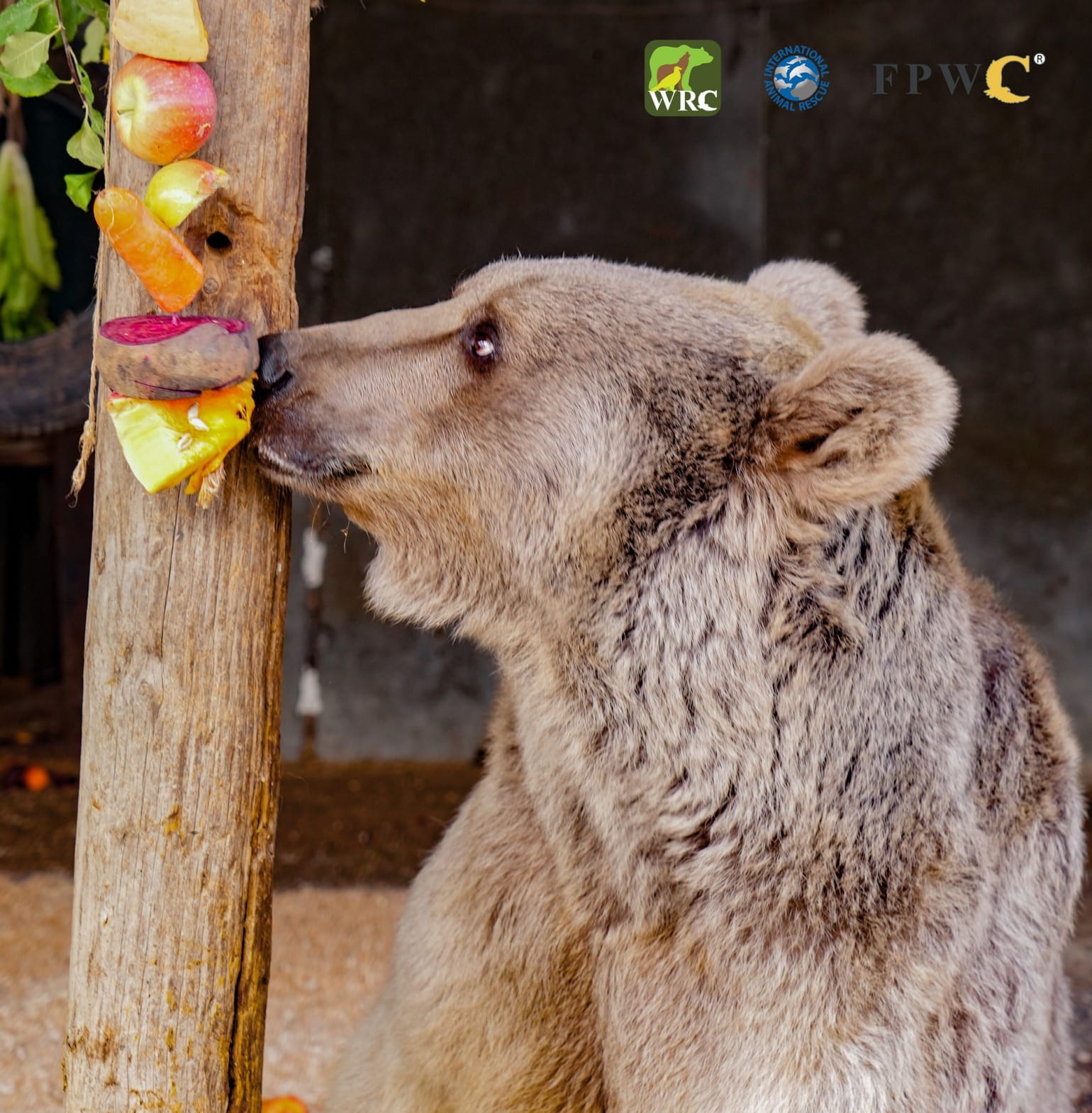 Sauvetage d&rsquo;un ours brun d&rsquo;un complexe hôtelier à Hankavan dans la région de Kodayk en Arménie