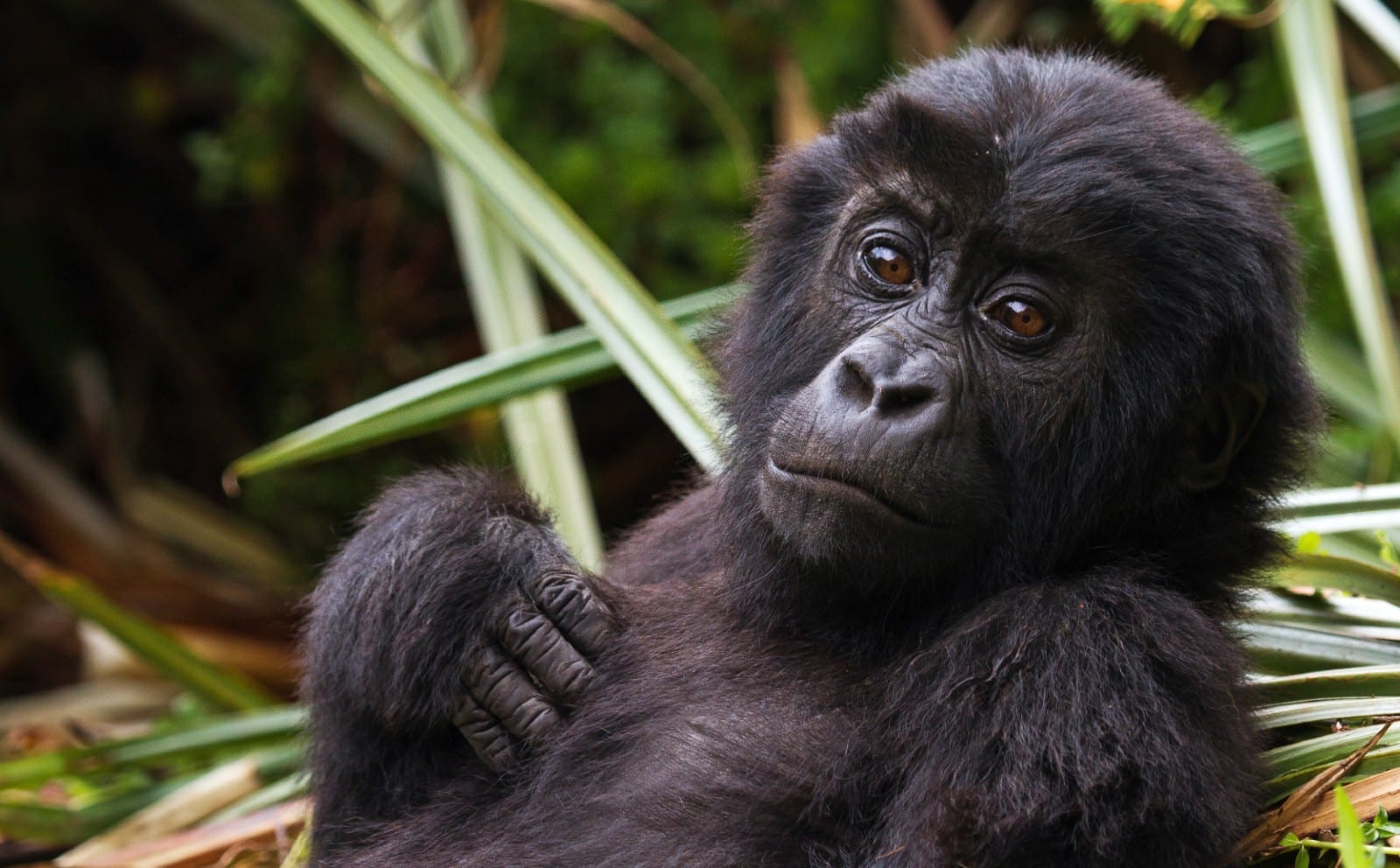 Un sanctuaire nigérian critique la décision de la Turquie de garder un bébé  gorille