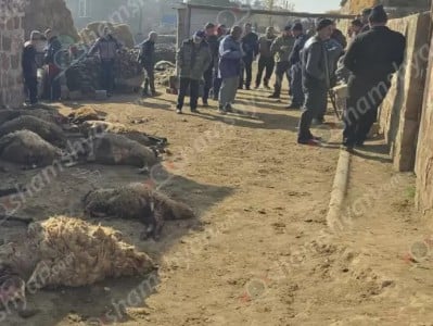 En Arménie, les loups ont dévoré 28 moutons la nuit dernière dans le village d&rsquo;Argina dans la région d’Armavir