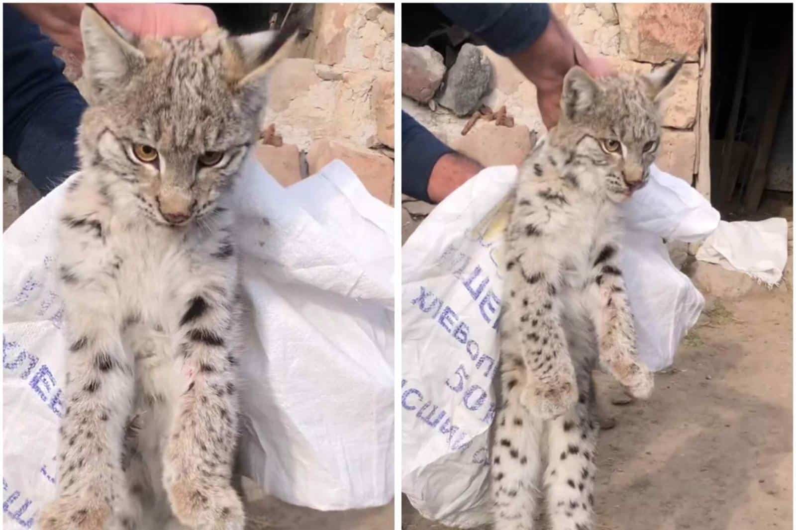 Un lynx trouvé dans la région de Shirak en Arménie a été transféré vers le centre compétent à Erevan