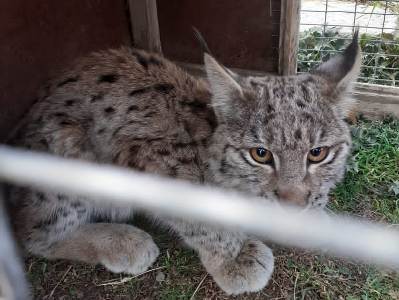 Un jeune lynx épuisé et déshydraté trouvé à Bagravan dans la région de Chirak, qui a été transféré au zoo de Yerevan n’a pas survécu
