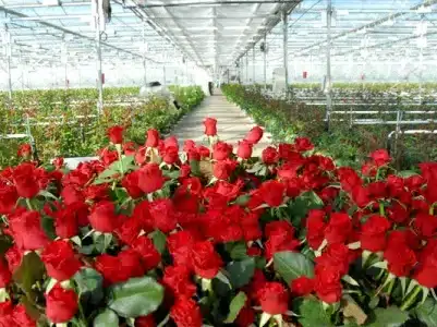 En Arménie, un complexe de serres modernes pour la culture de roses sera construit dans le village d’Akunk, dans la région de Kotayk avec un investissement de près de 3,6 millions d’euros et la création de 30 emplois