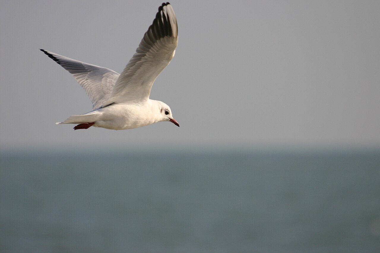 Turquie: une mouette réanimée par un massage cardiaque sur un terrain de foot