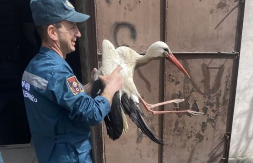 Une cigogne est tombée de son nid et s&rsquo;est blessée à l&rsquo;aile à Vagharshapat (Etchmiadzine) dans la région d’Armavir