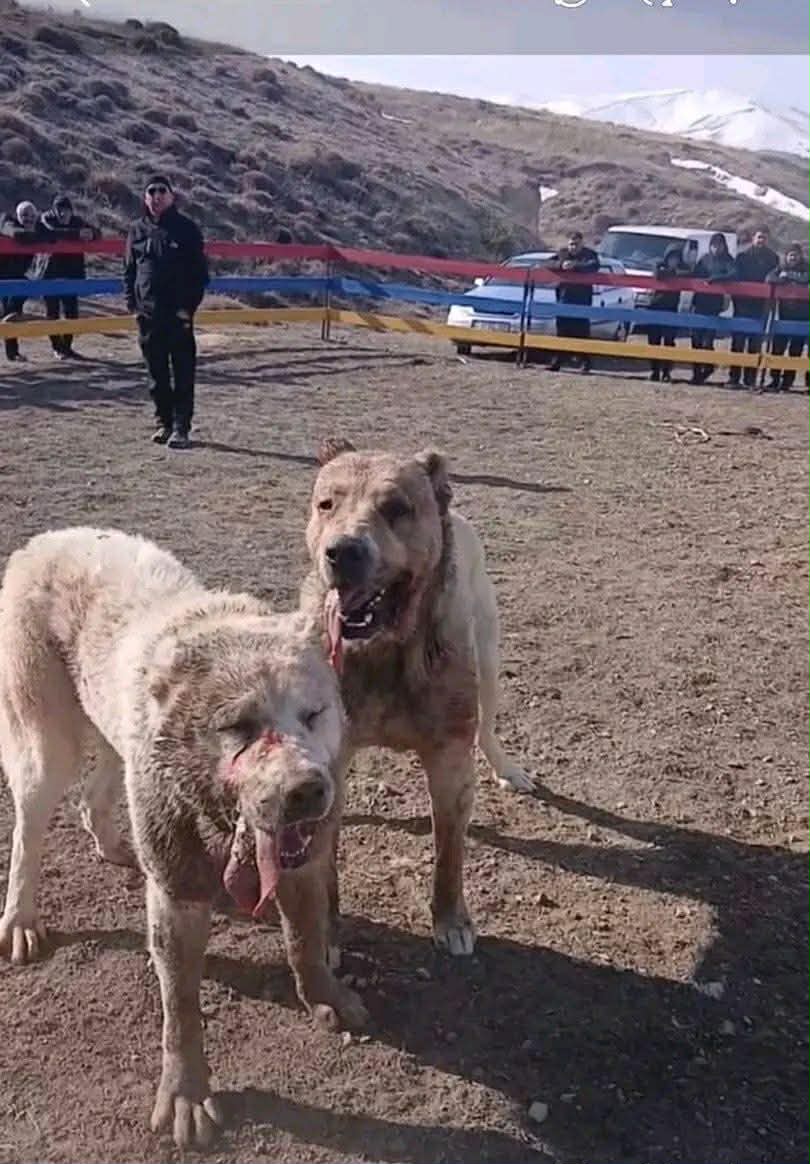 Combat de chiens organisé illégalement près de Spitak (Arménie) : plusieurs personnes arrêtées