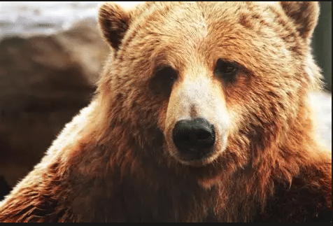 Arménie: à la rescousse des ours maltraités,    Par Caleb DAVIS