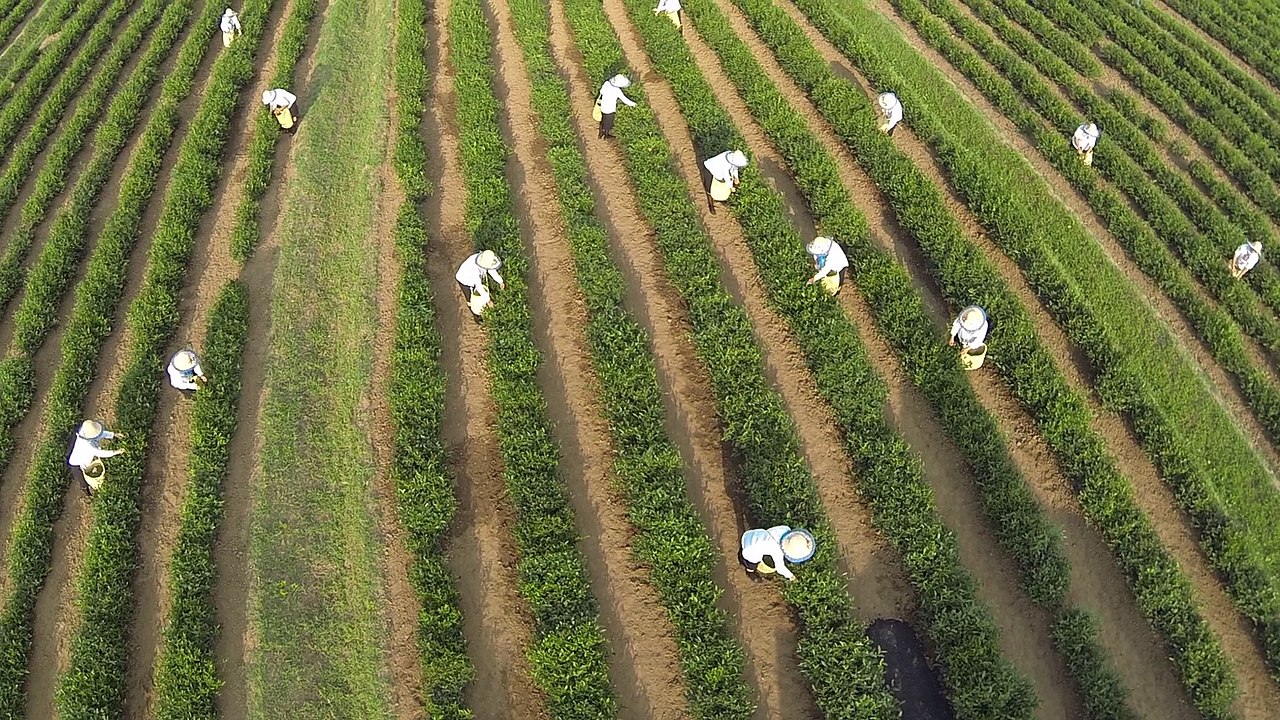 L’Azerbaïdjan investit 3 milliards de dollars pour moderniser son agriculture
