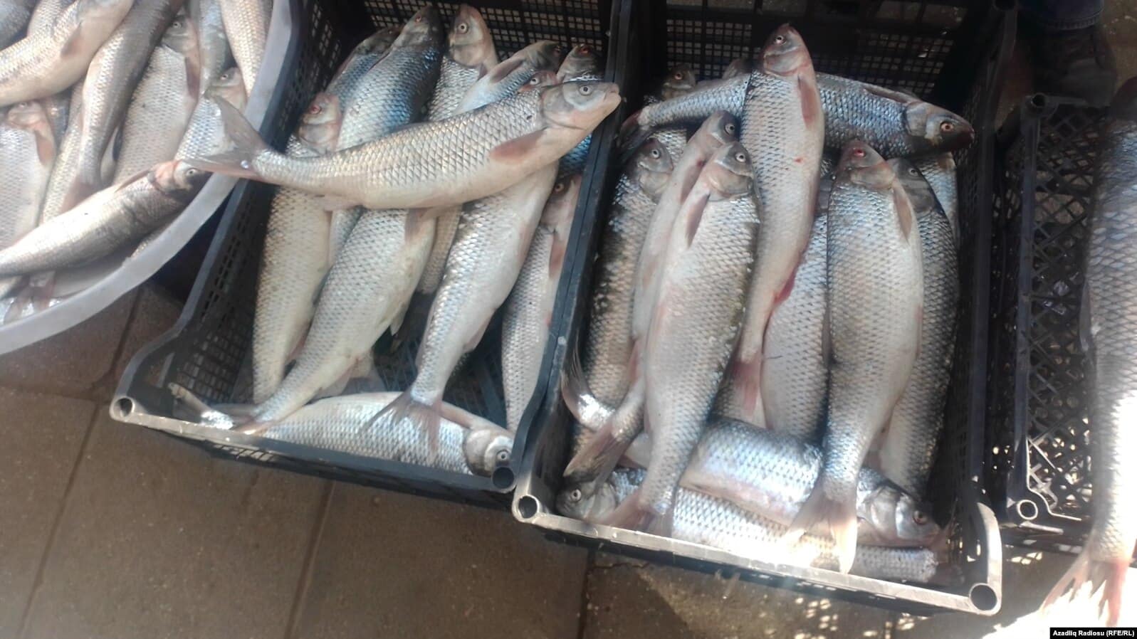 Le marché de l&rsquo;Union européenne s&rsquo;ouvre au poisson arménien : les pisciculteurs restent partagés