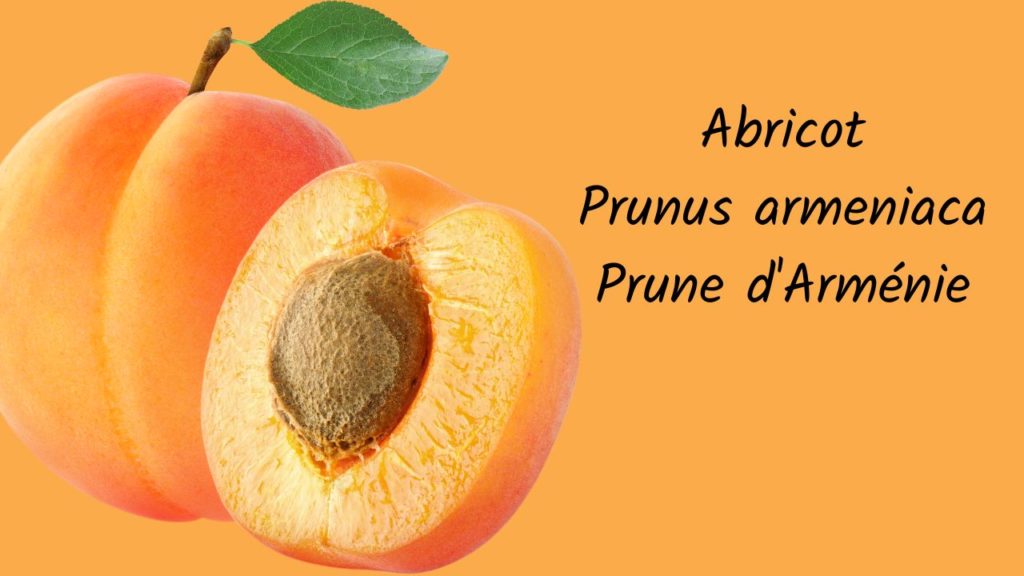 Les abricots arméniens importés d&rsquo;Arménie sont arrivés en France, on peut les trouver dans de nombreuses épiceries arméniennes de l’hexagone