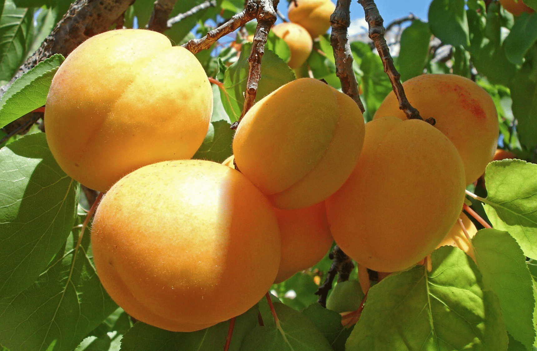 L&rsquo;Arménie a exporté 7 654 tonnes d&rsquo;abricots depuis le 1er juin