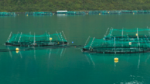 La réorientation vers le marché européen des productions des fermes piscicoles arméniennes rejetées par la Russie suscite un certain scepticisme à Erevan