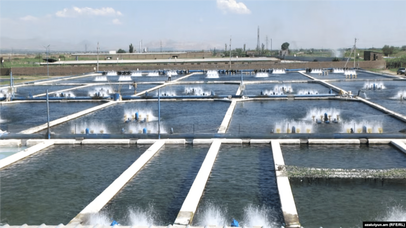 « Je ne consomme plus depuis longtemps de poisson d&rsquo;élevage » : Pachinian critique la qualité du poisson produit en Arménie