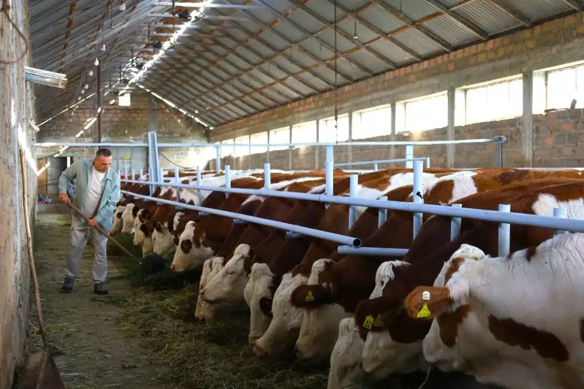 64 bovins de race allemande Fleckvieh sont arrivés en Arménie